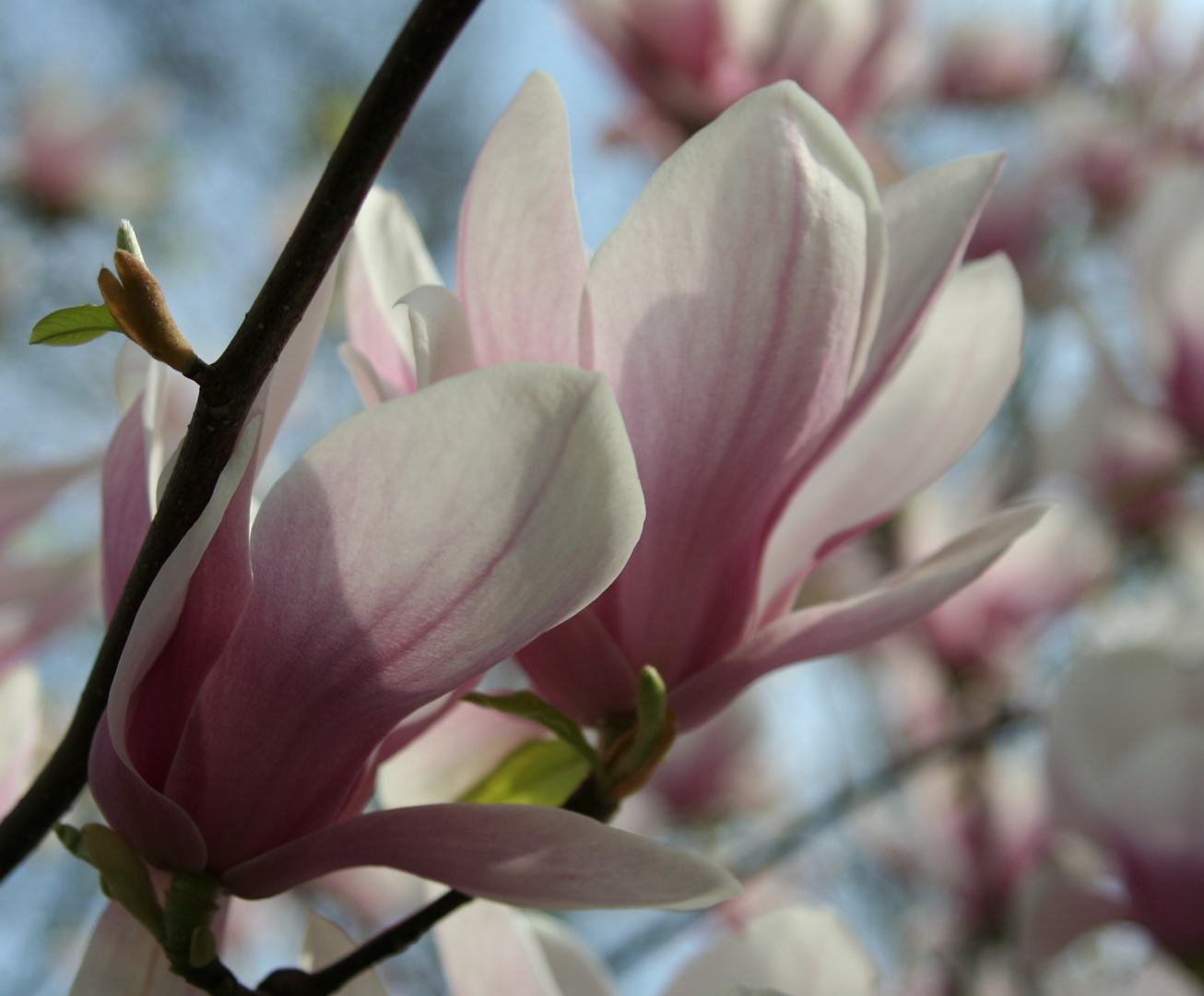 Magnolien