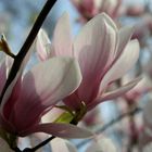 Magnolien