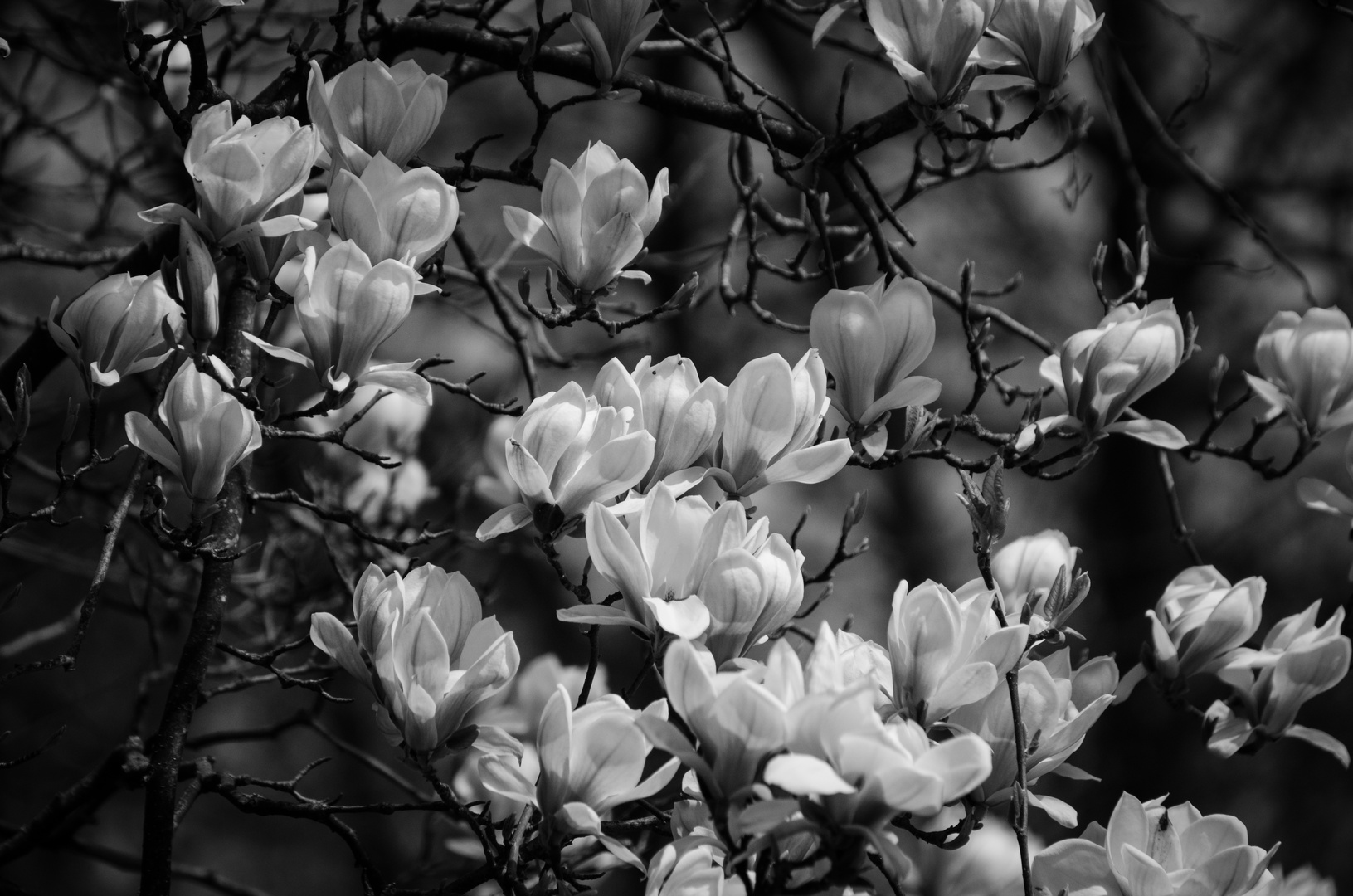 Magnolien