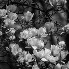 Magnolien