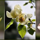 Magnolien