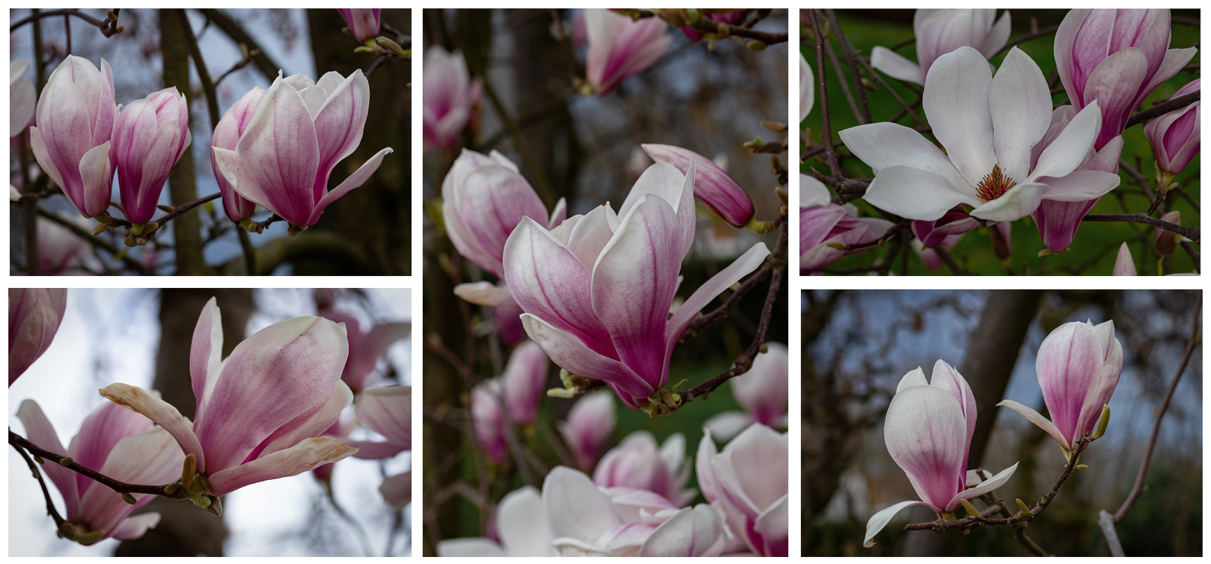 Magnolien