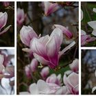 Magnolien