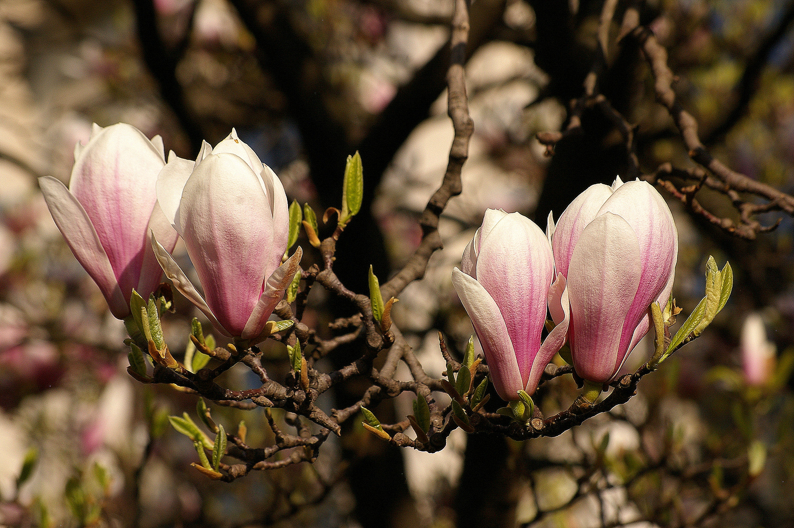 Magnolien