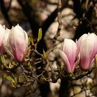 Magnolien