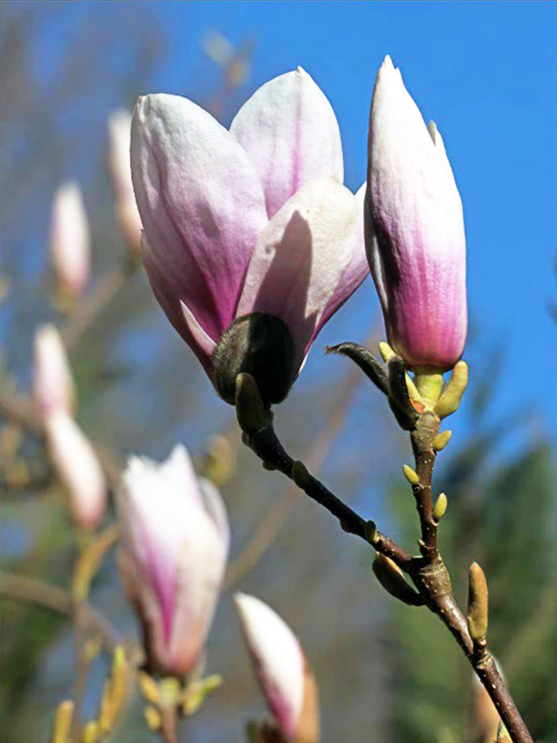 Magnolien