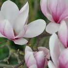 Magnolien