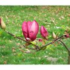 Magnolien