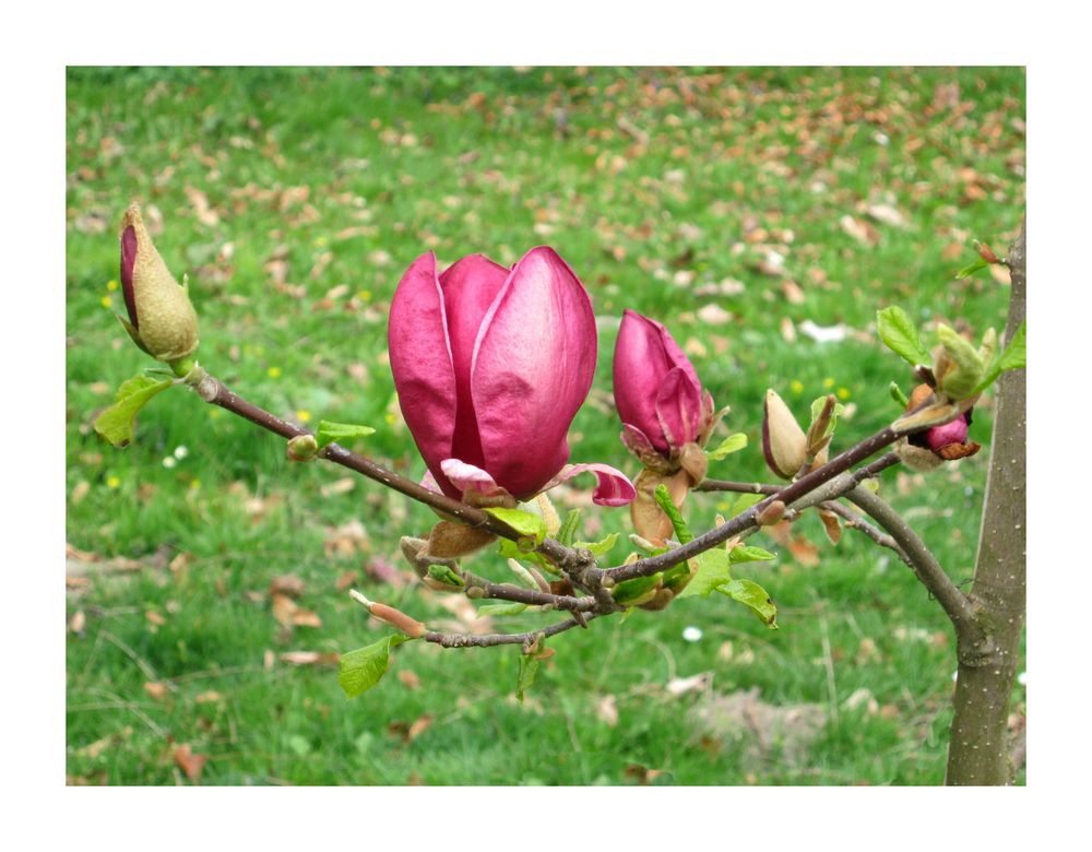 Magnolien