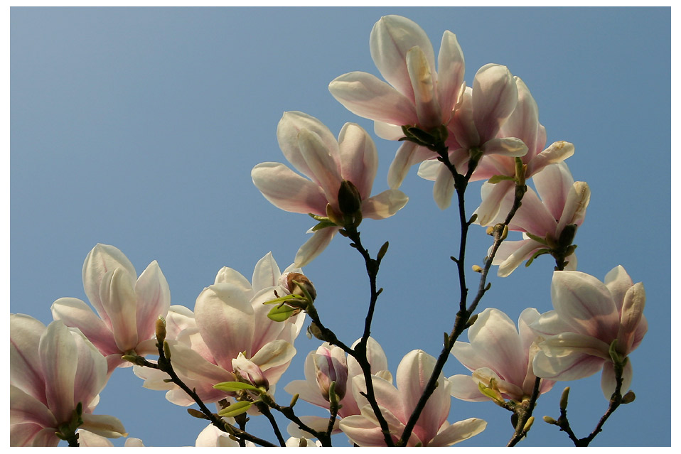 Magnolien