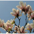 Magnolien