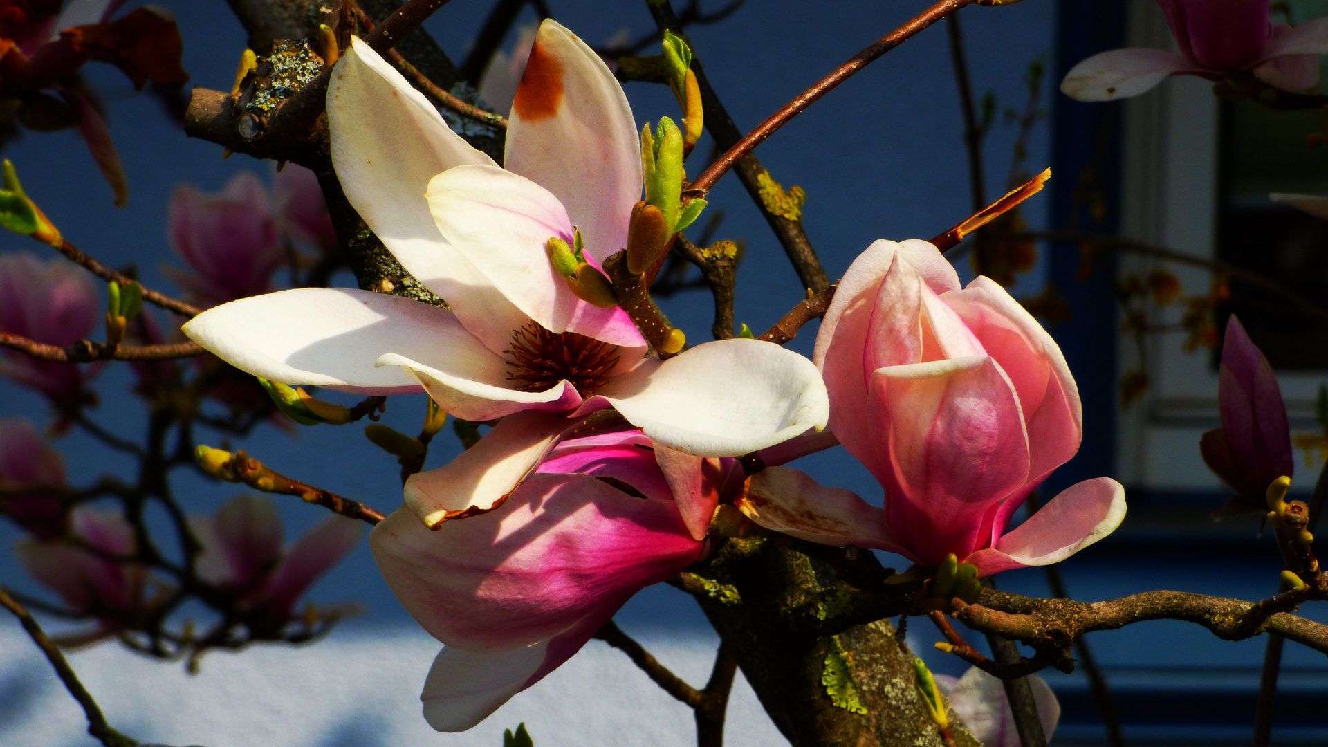 Magnolien 