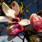 Magnolien 