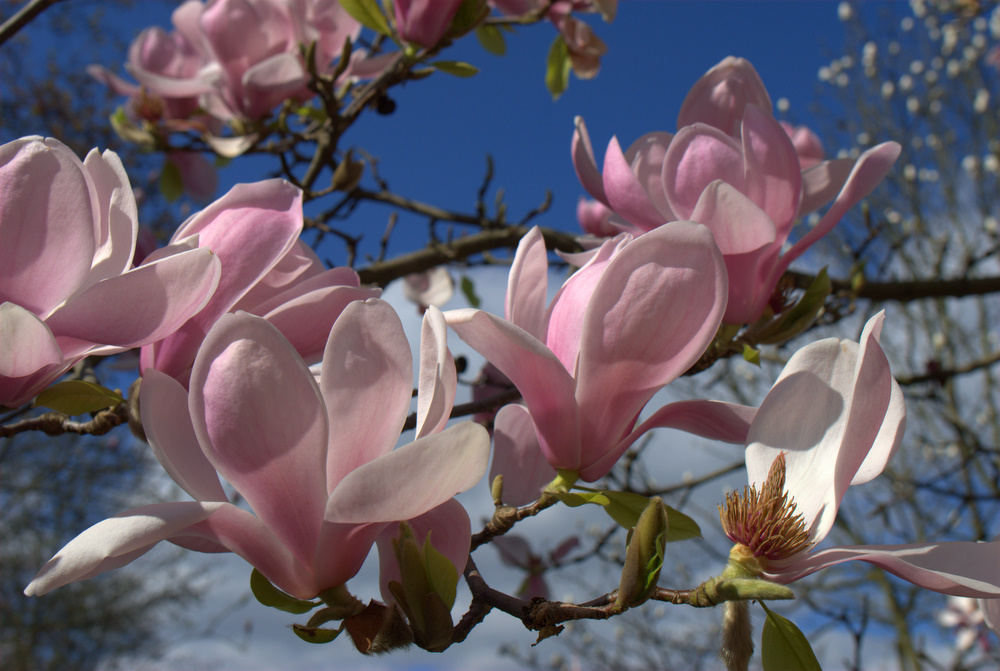 Magnolien