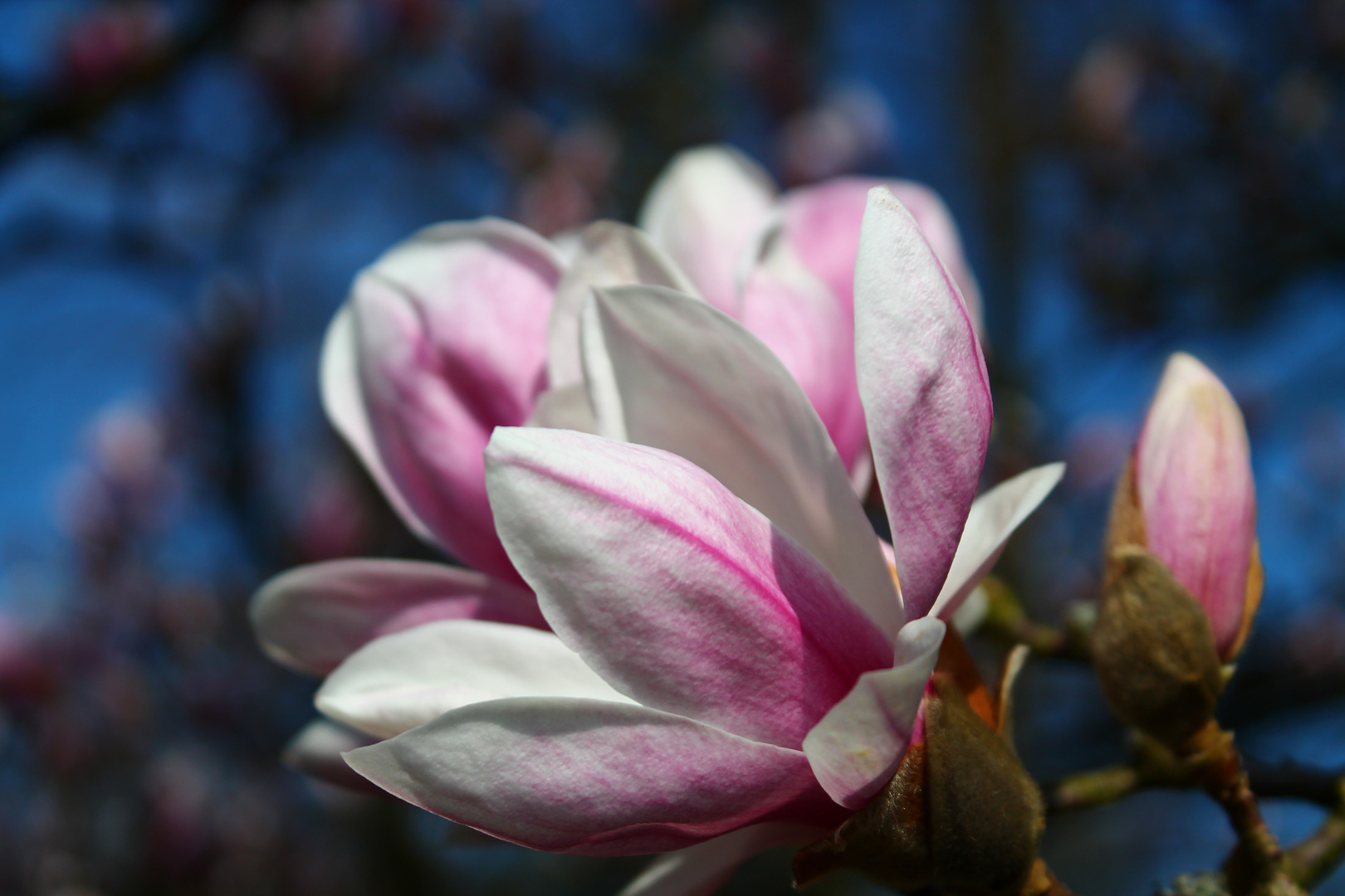 Magnolien