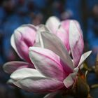 Magnolien