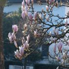 Magnolien