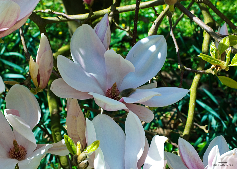 Magnolien