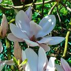 Magnolien