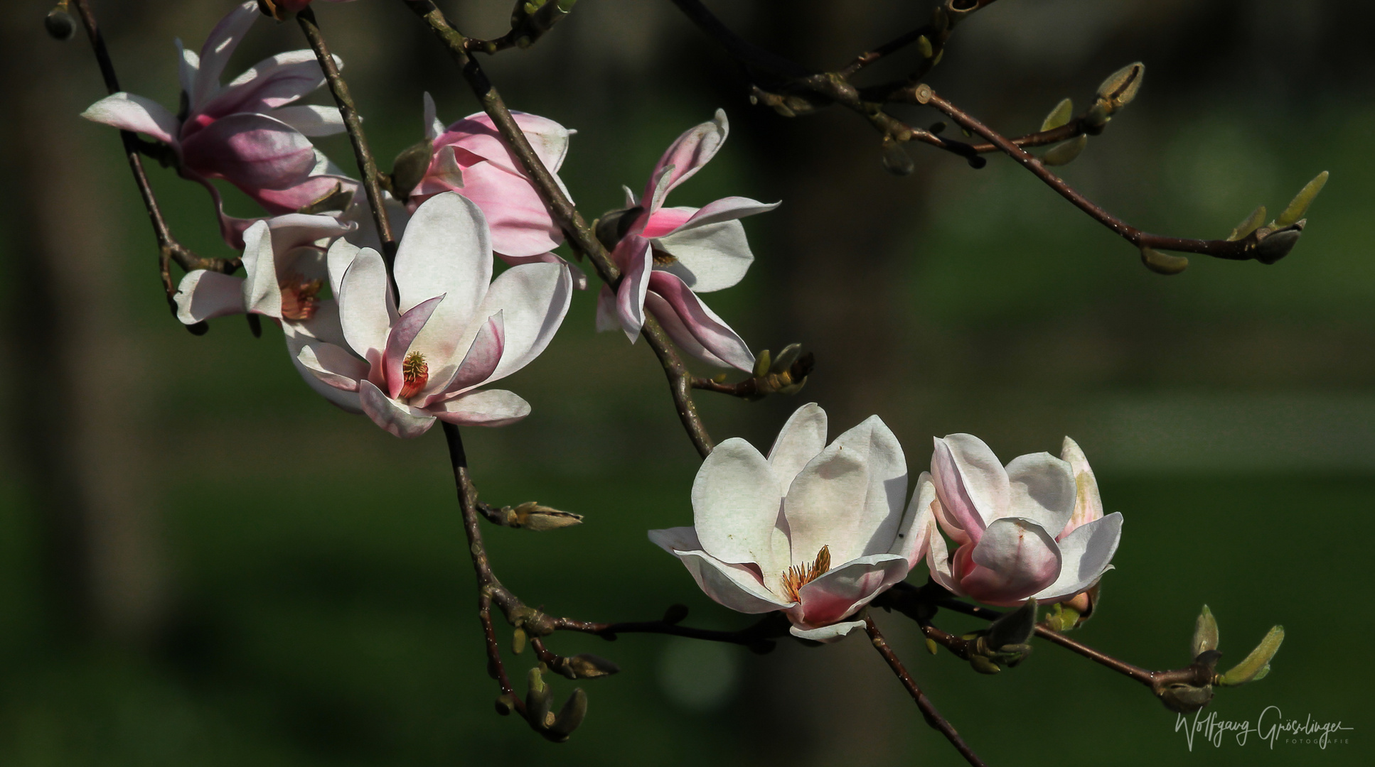 Magnolien 