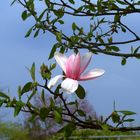 Magnolien