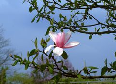 Magnolien