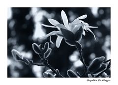 Magnolien