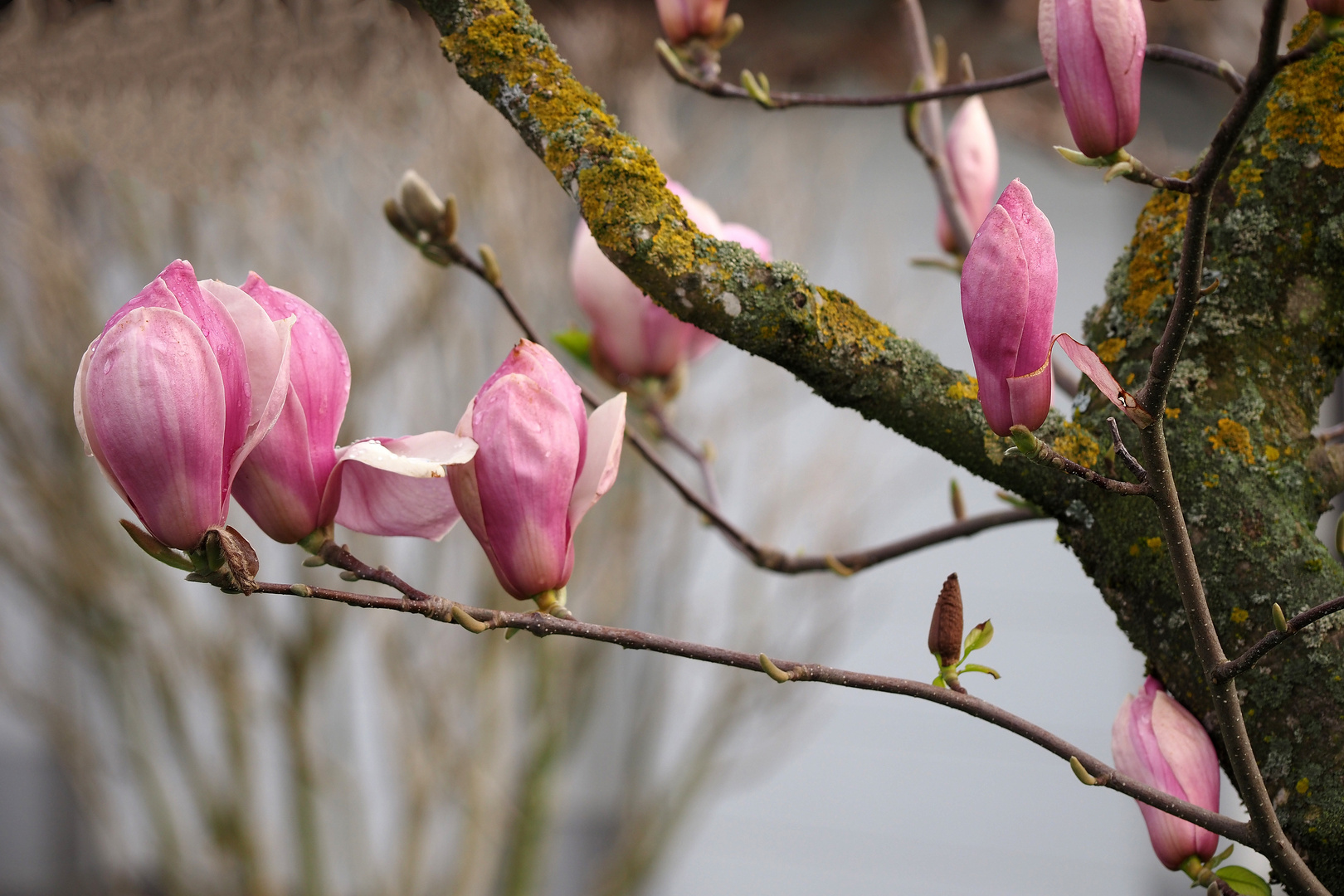 magnolien
