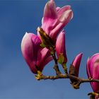 Magnolien