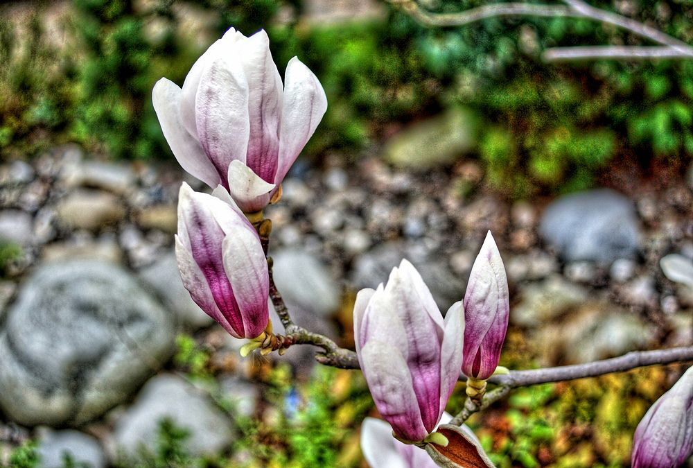 Magnolien Foto &amp; Bild pflanzen, pilze &amp; flechten, blüten