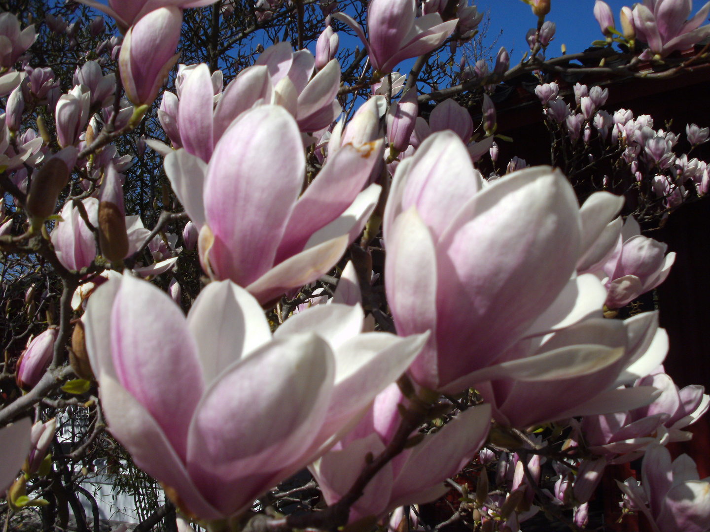 Magnolien Foto & Bild | pflanzen, pilze & flechten, blüten- & kleinpflanzen, natur Bilder auf ...