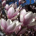 Magnolien