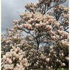 Magnolien