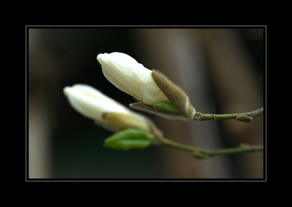 magnolie(n)...