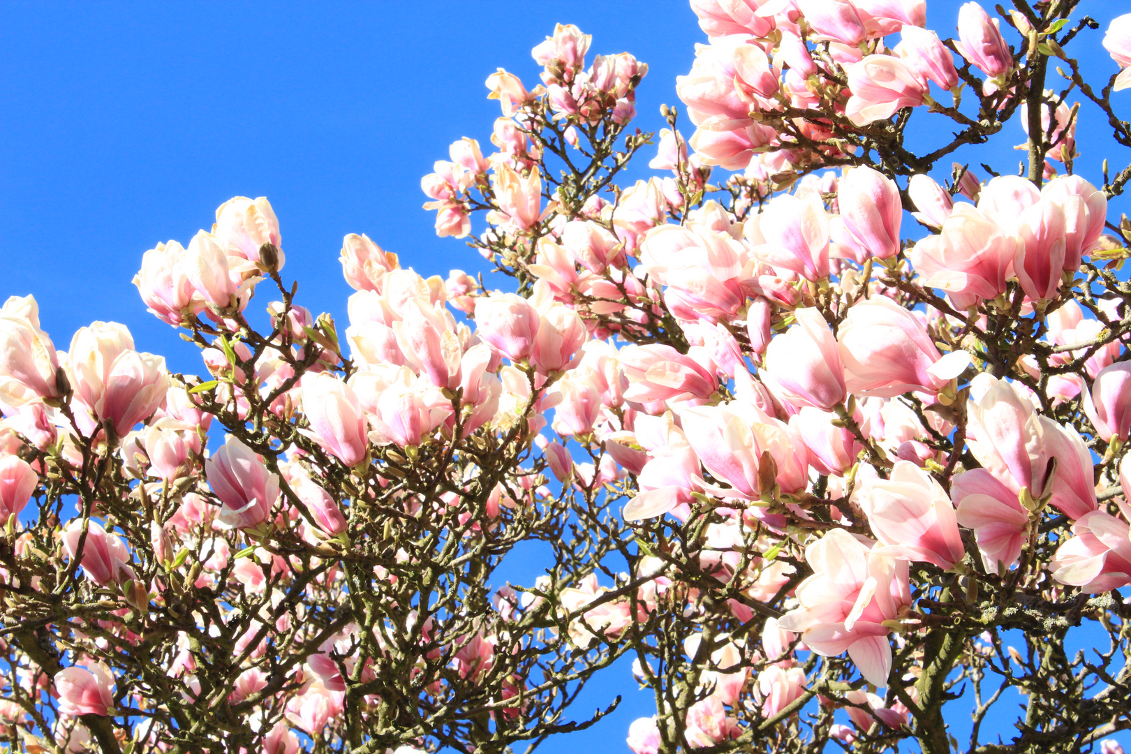 Magnolien.