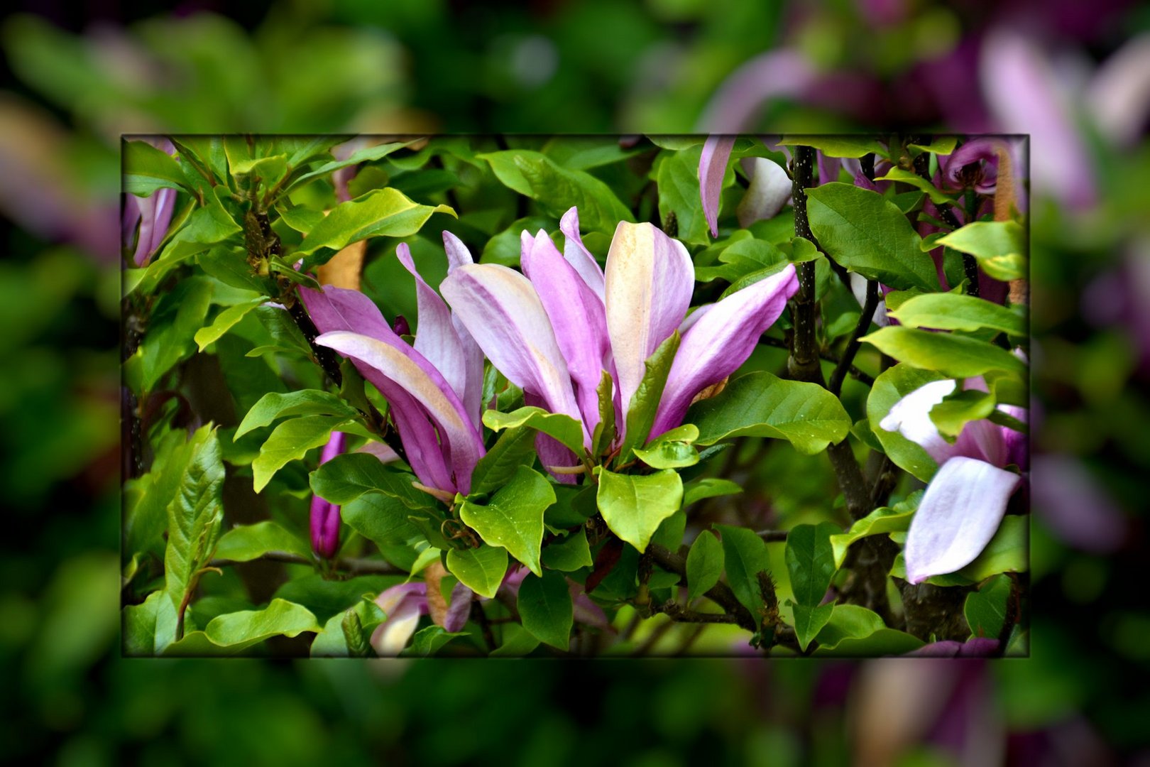 Magnolien