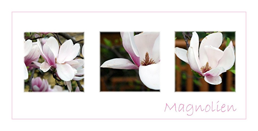 Magnolien