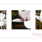 Magnolien