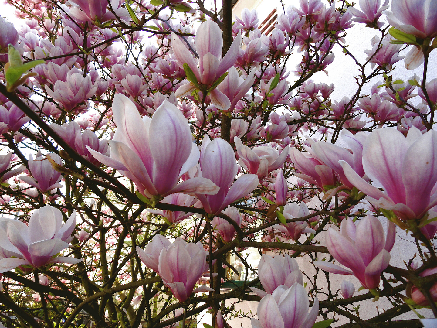 Magnolien