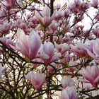 Magnolien