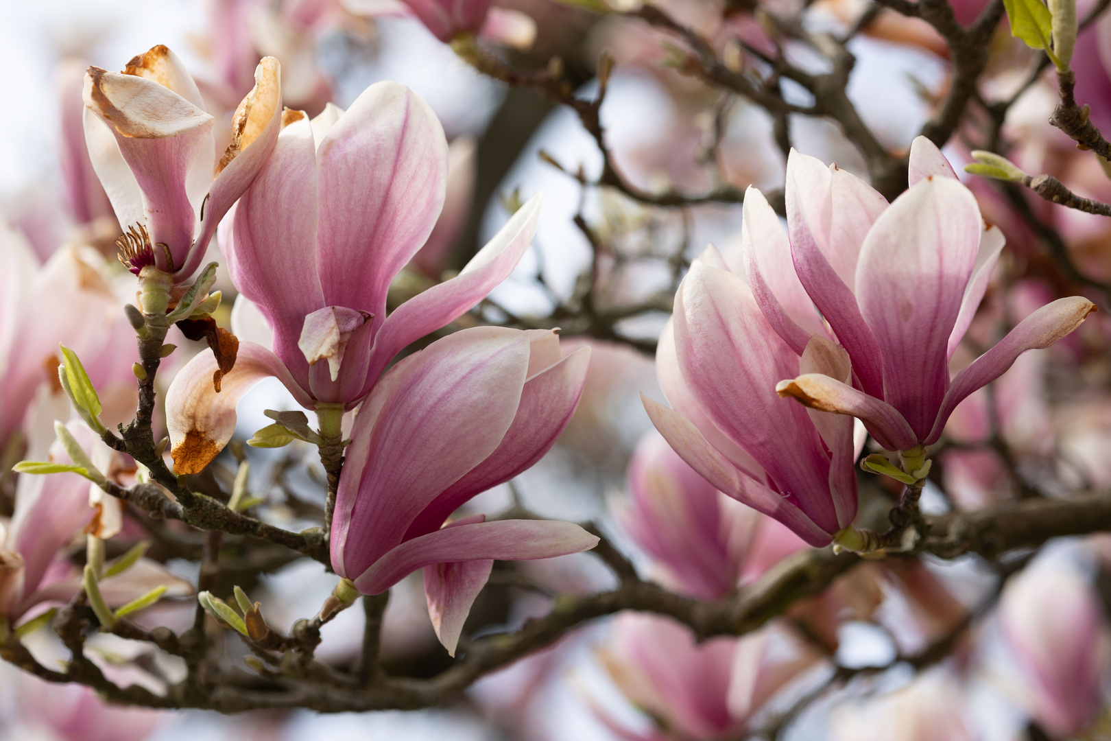 Magnolien 