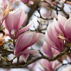 Magnolien 