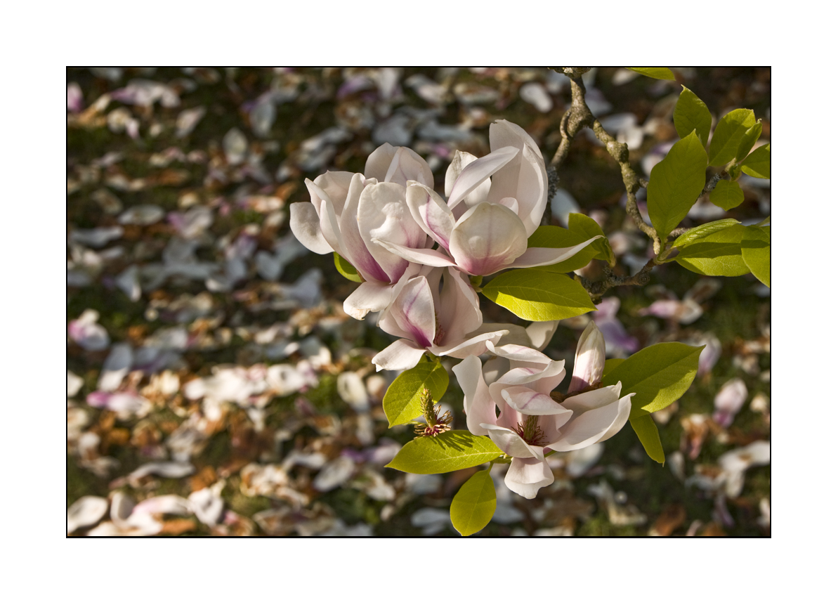 Magnolien