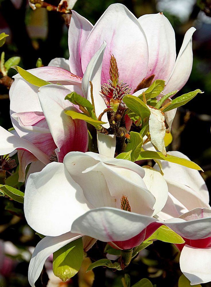 Magnolien