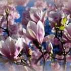 Magnolien