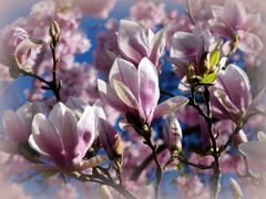 Magnolien