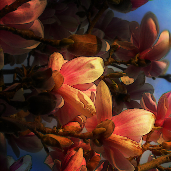 Magnolien