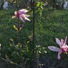 Magnolien