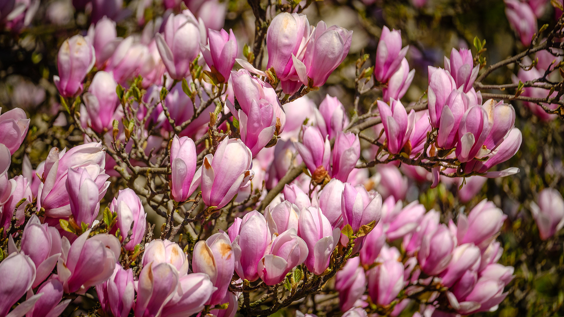 Magnolien