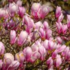 Magnolien